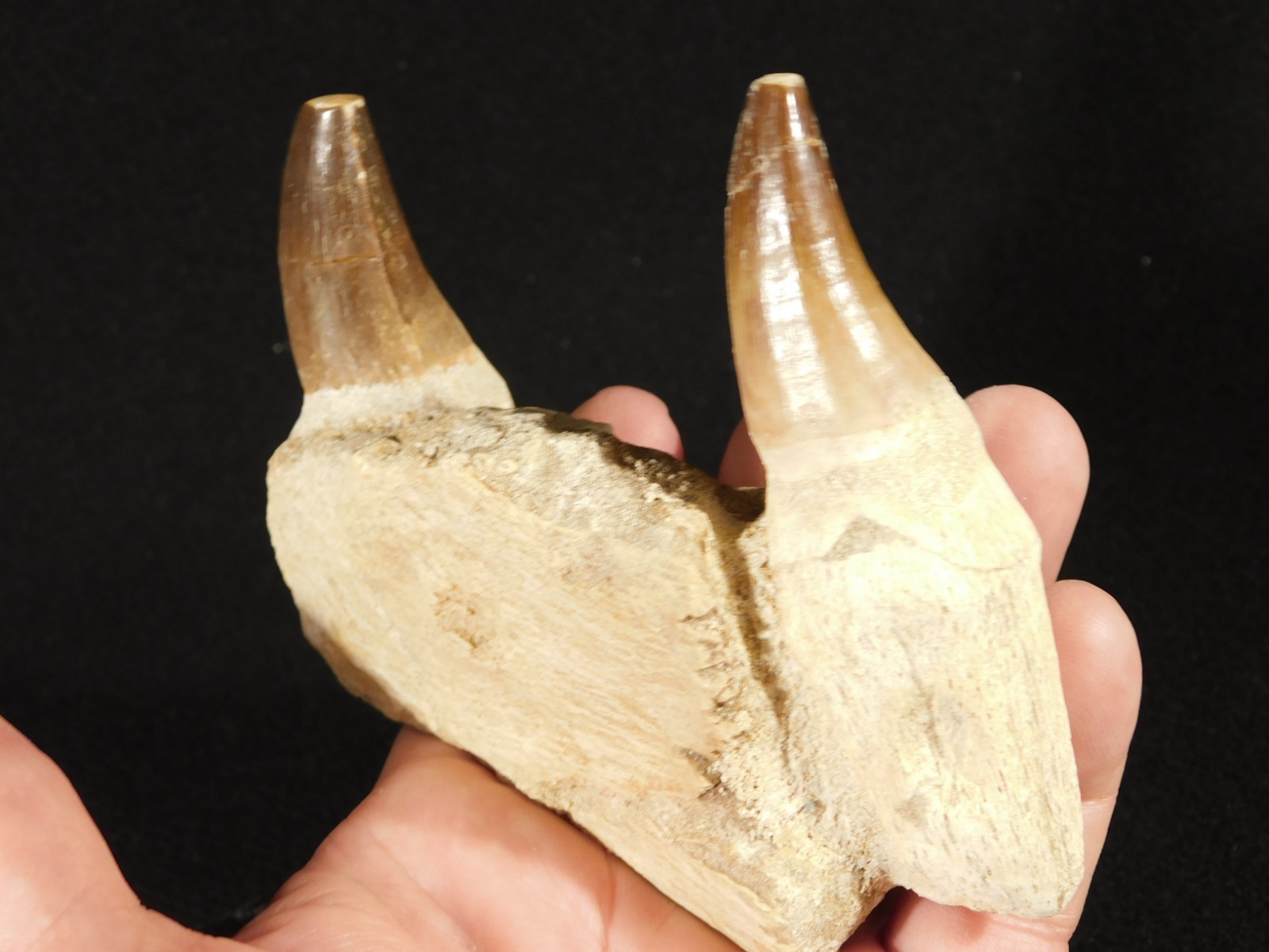 Mosasaurus JAW Bone Fossil with TWO TOOTH Fossils and Stand Morocco 258gr