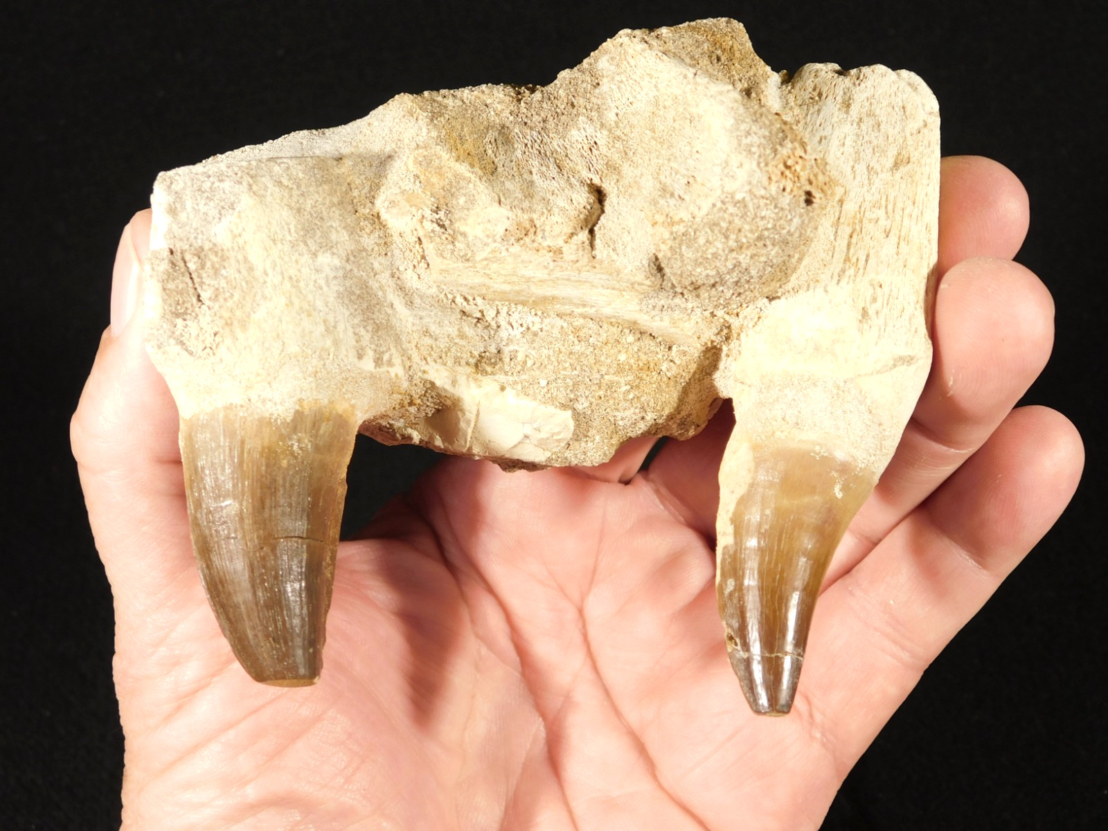 Mosasaurus JAW Bone Fossil with TWO TOOTH Fossils and Stand Morocco 258gr