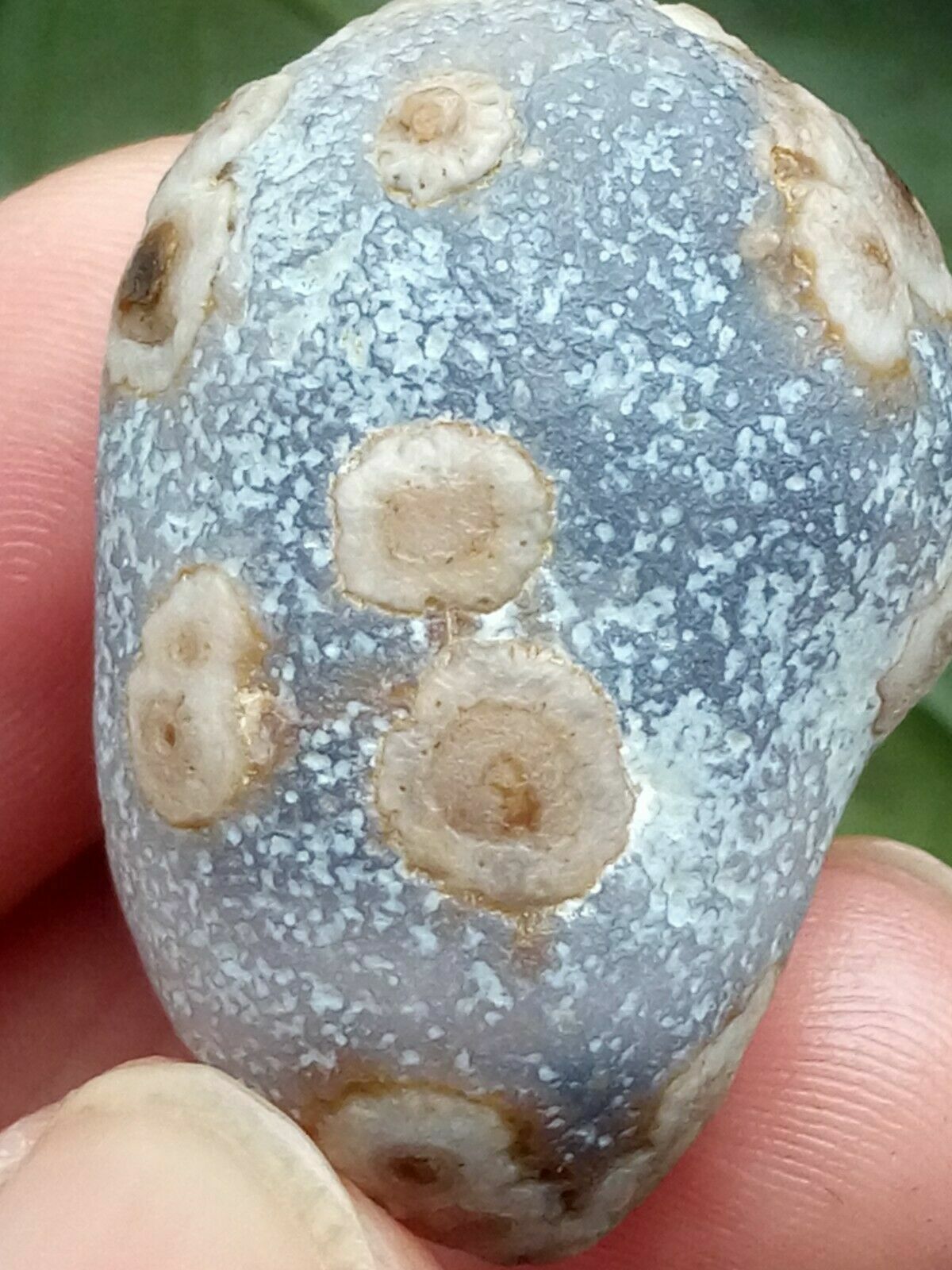 36mm Natural Gobi agate eye agate/stone,Suiseki-viewing collection china