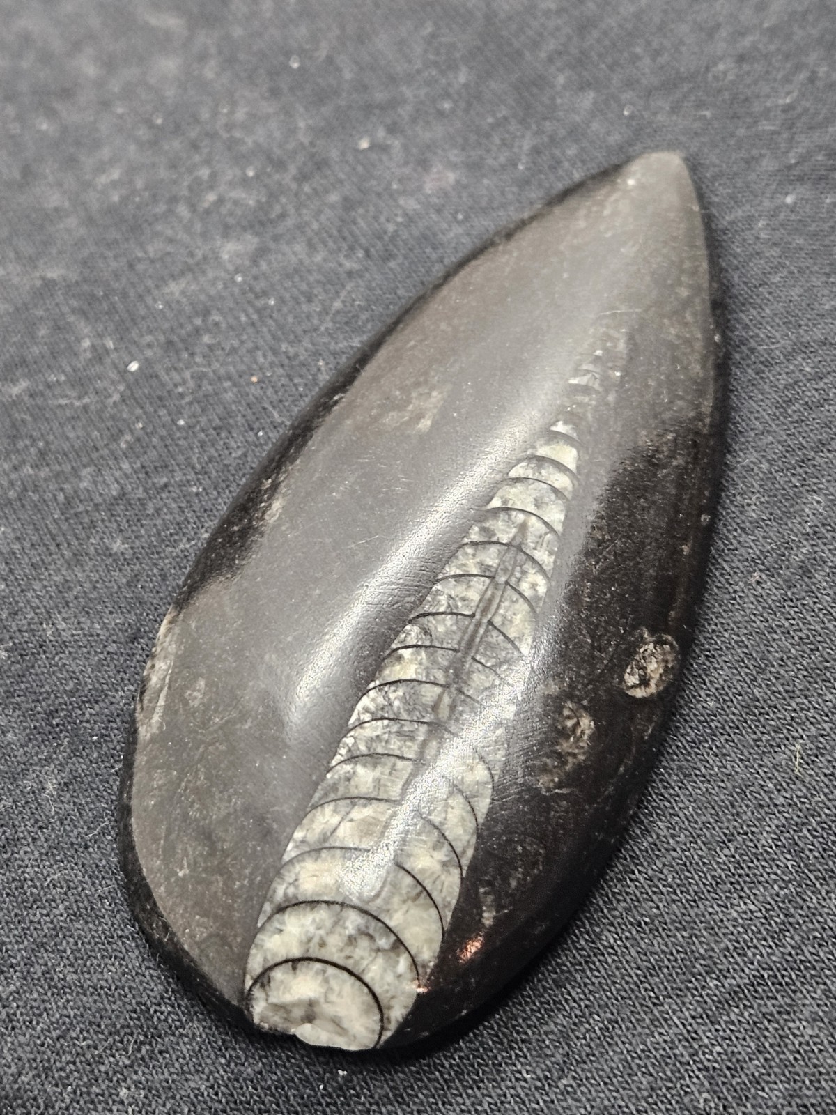 Polished Orthoceras Fossil Palm Stone – Morocco – Devonian Era Cephalopod
