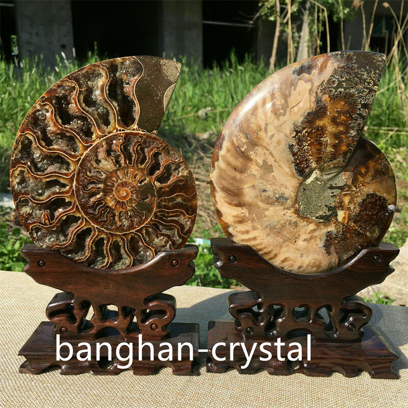 1pc Natural ammonite fossil conch Crystal specimen healing Home decoration+stand