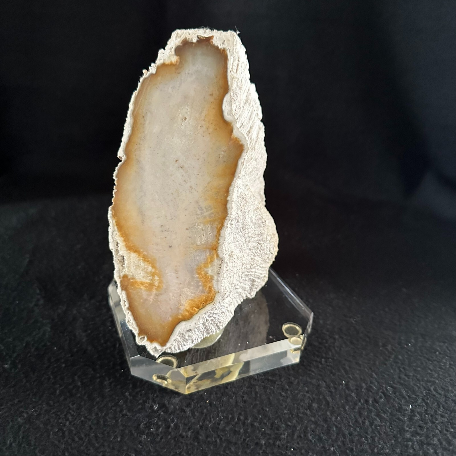 Agatized Fossilized Coral 7 inch Florida Fossil Polished on Lucite Base