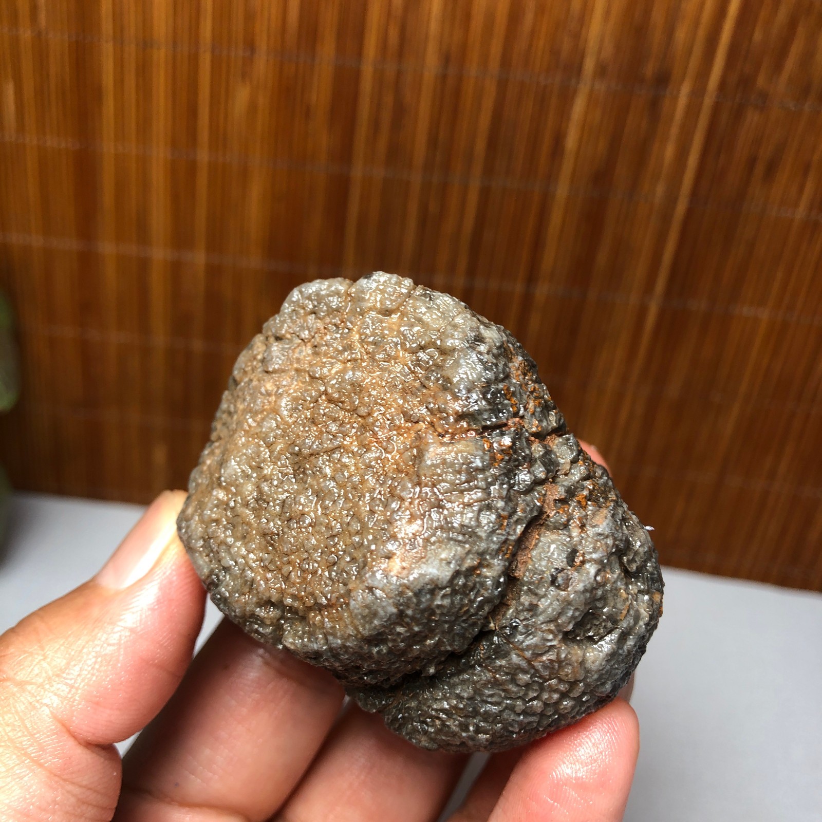 56mm Rare Rugose Coral Slab original Actinocyathus Morocco 133g A9418