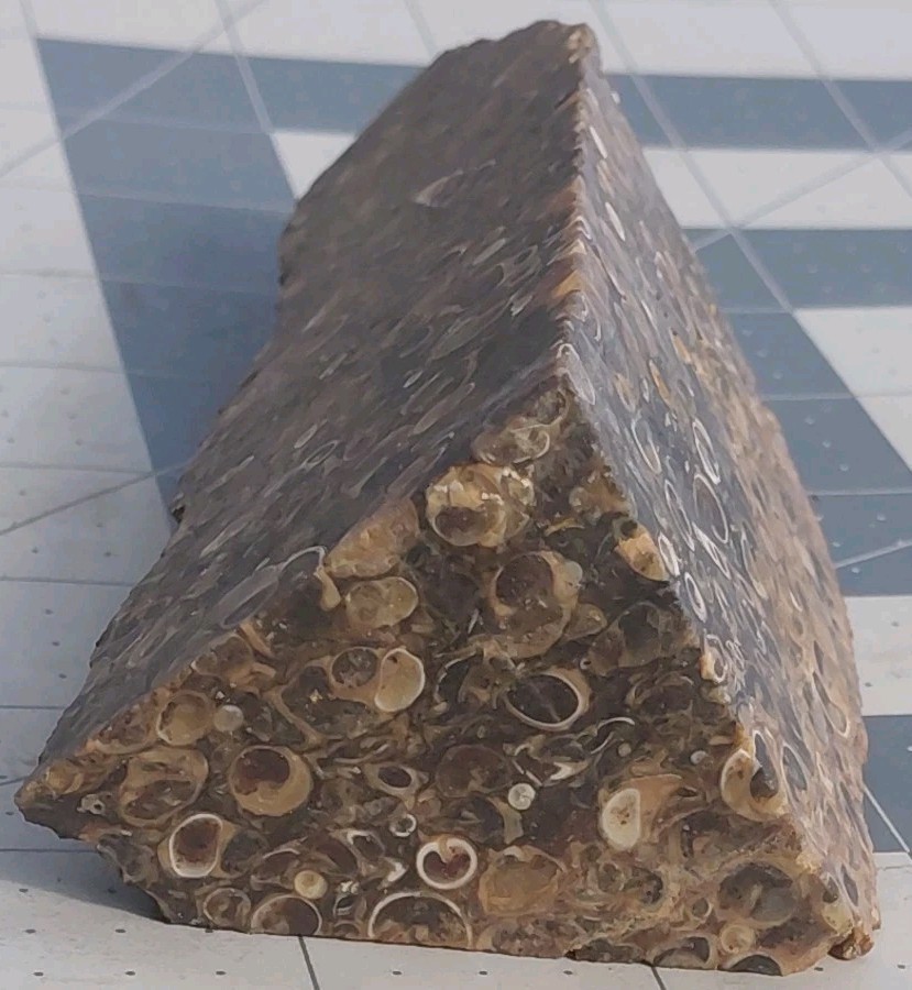 1 lb Turritella Agate Cross Section Snail Fossils Slabbed 4 Sides 5 3/4″ Wyoming