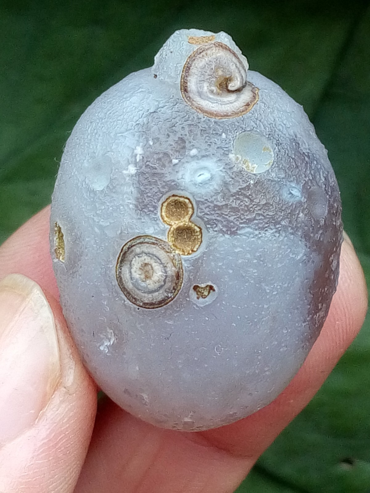 36mm Beautiful Natural agate Gobi agate eye agate stone cute collection