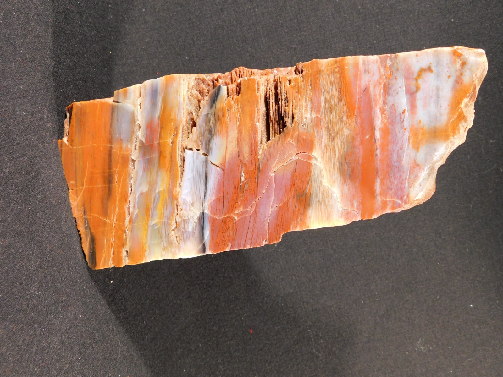 Big Free Standing Polished Deep RED Petrified RAINBOW WOOD Fossil Arizona 1791gr