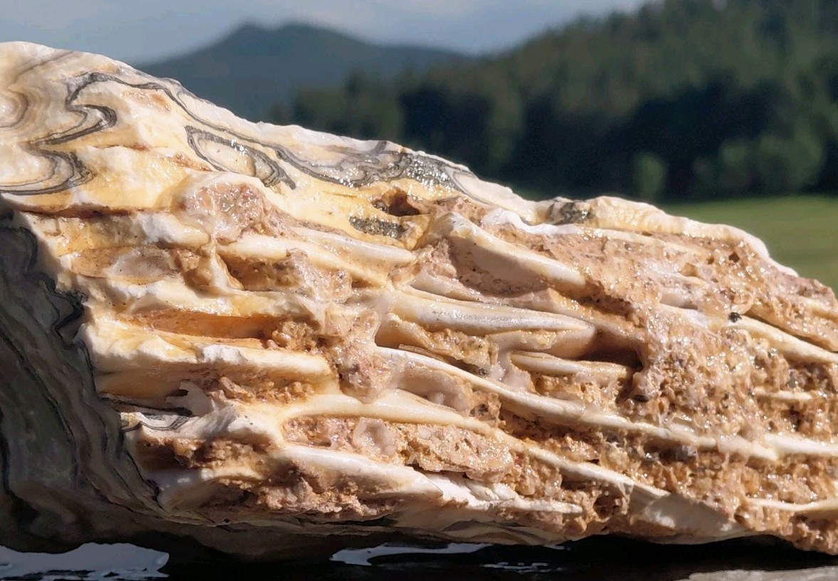 5 1/4Lb Zebra Calcite 9 1/2″×5″×2 1/2″ Display Translucent UV+ Bands A+ Slabber