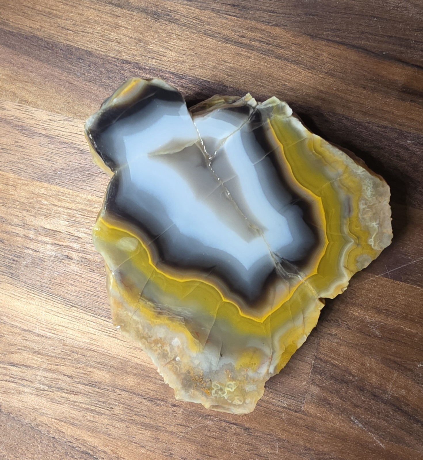 Medium Sized Kentucky Agate Display Specimen-Black,Orange,Gray #S-29