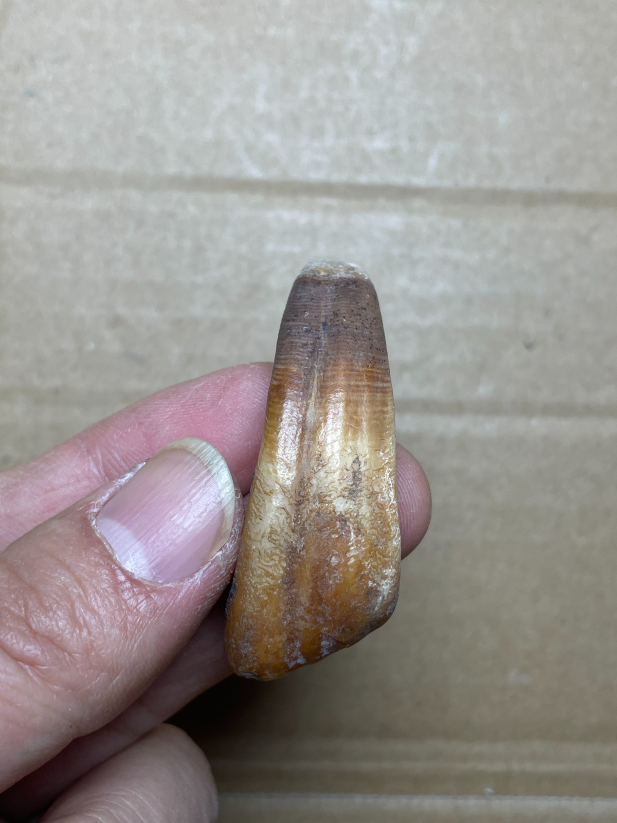 5 pieces Beautiful Ice Age tooth collection
