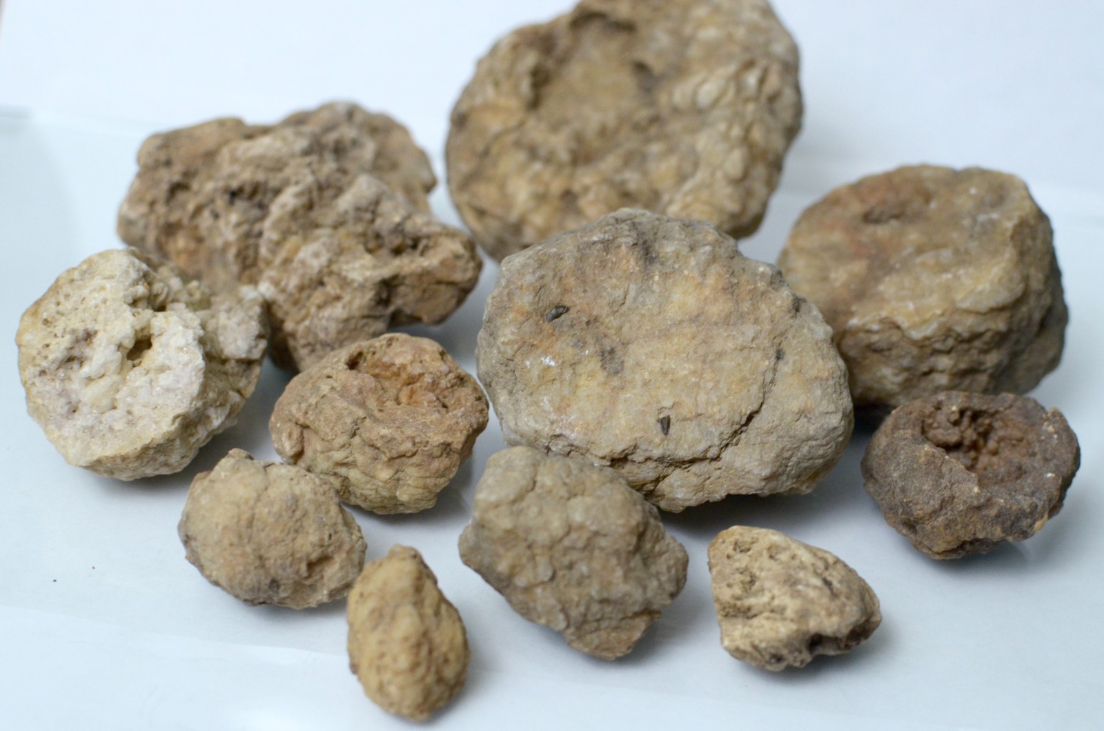 Lot of Kentucky Beekite Geodes | Unique Botryoidal Chalcedony