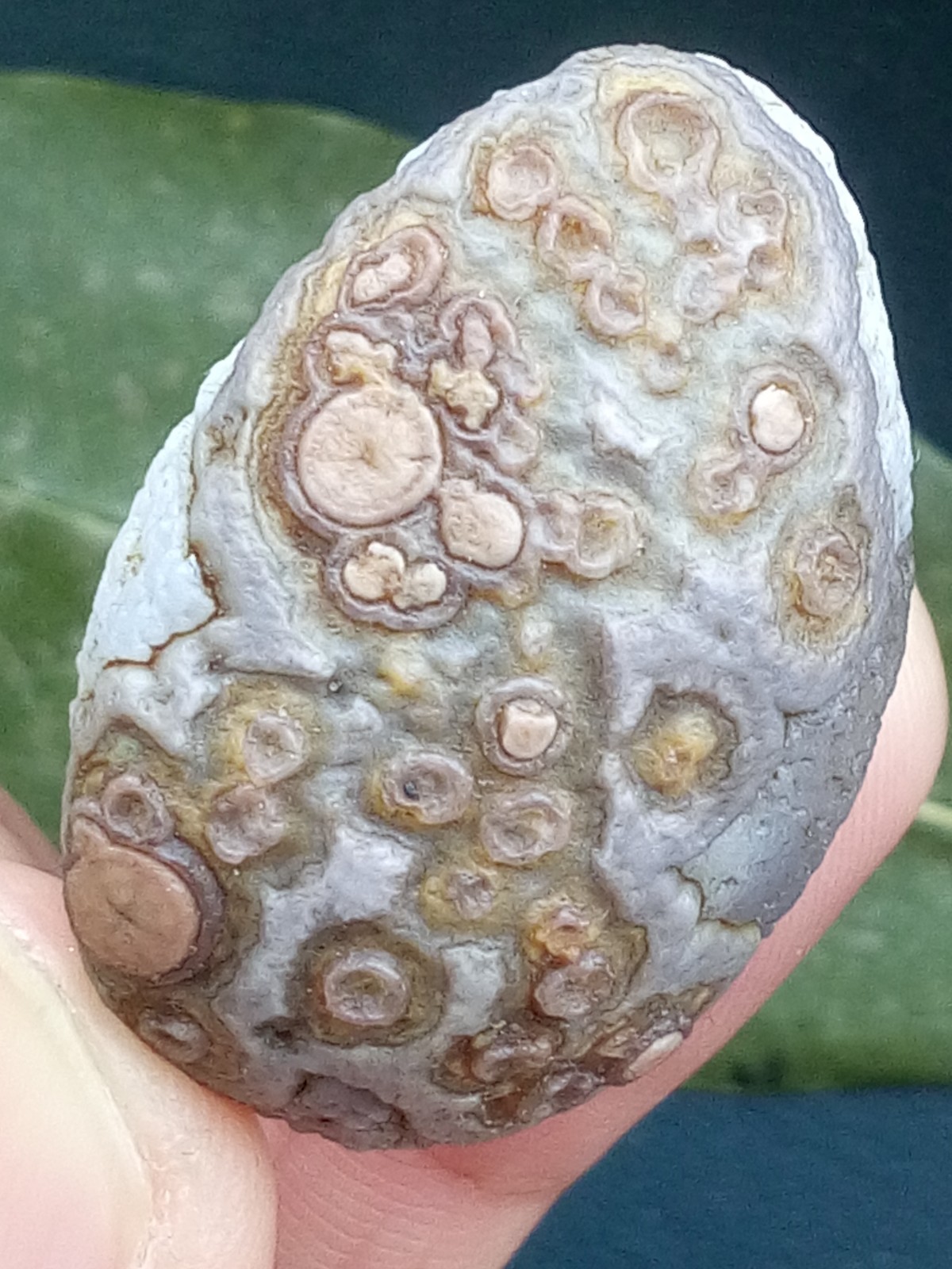 12g/36mm Natural GoBi Agate eye agate/stone cute collection
