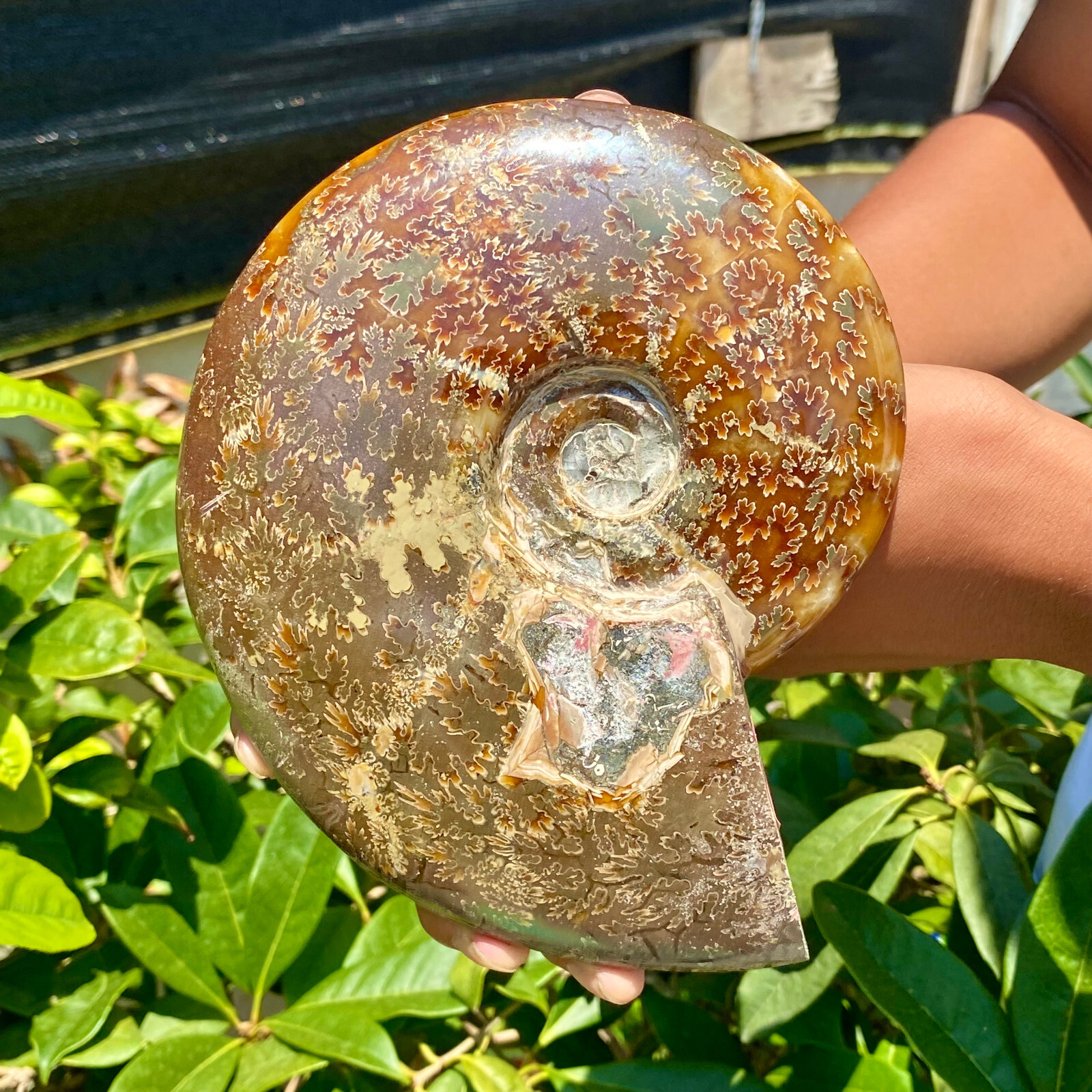 2.51LB Precious ammonite fossil shell specimen opaque yoga meditation energy