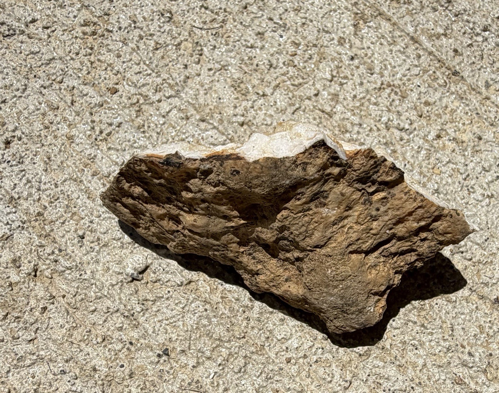 Kentucky Fossil Coral in Chalcedony/Quartz Natural Specimen – Raw Unpolished