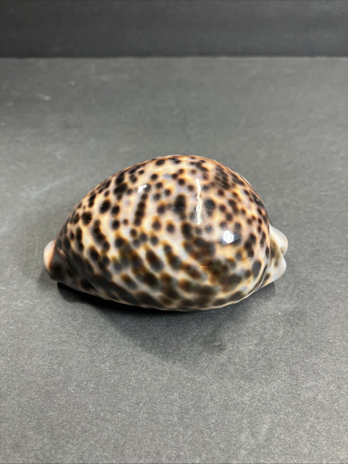 Tiger Cowrie-Cypraea Tigris Shell 3.75” – 9.5 Cm Long Nice Size And Color