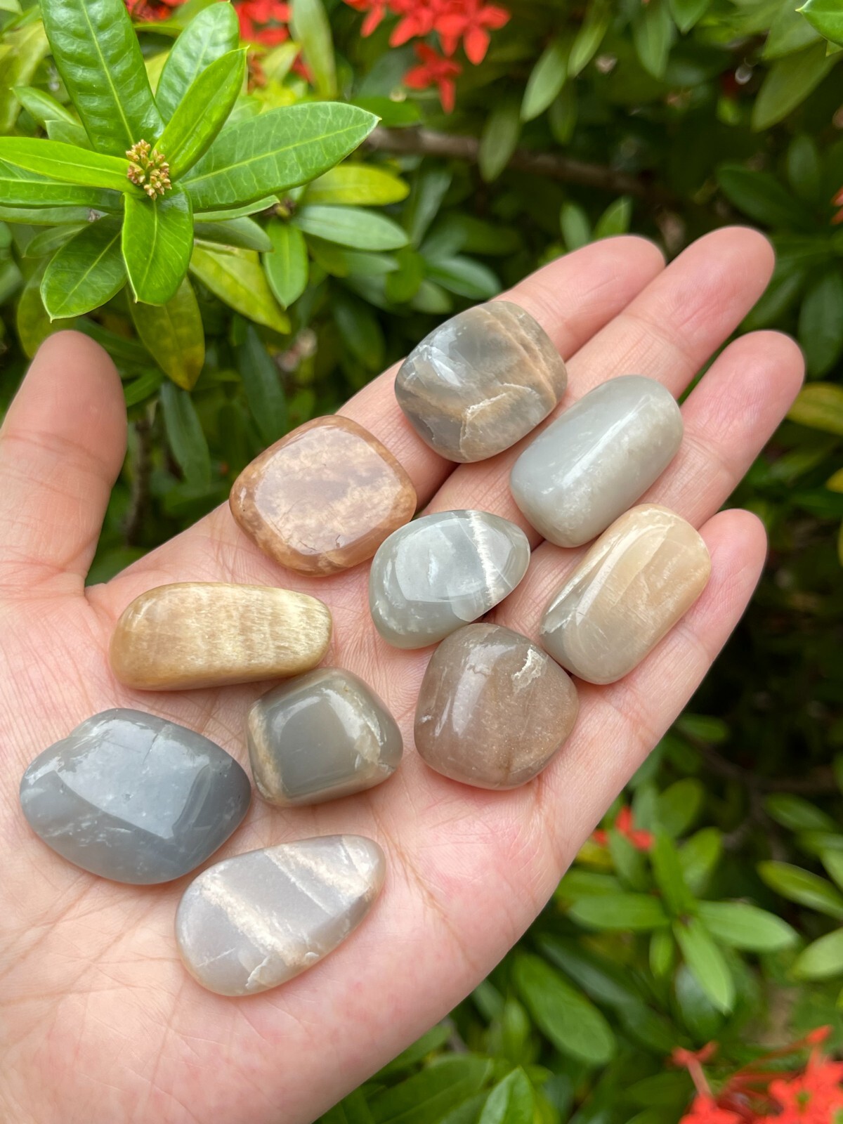 Grade A++ Moonstone Multi Tumbled Stones, 0.75-1″ Tumbled Multicolored Moonstone