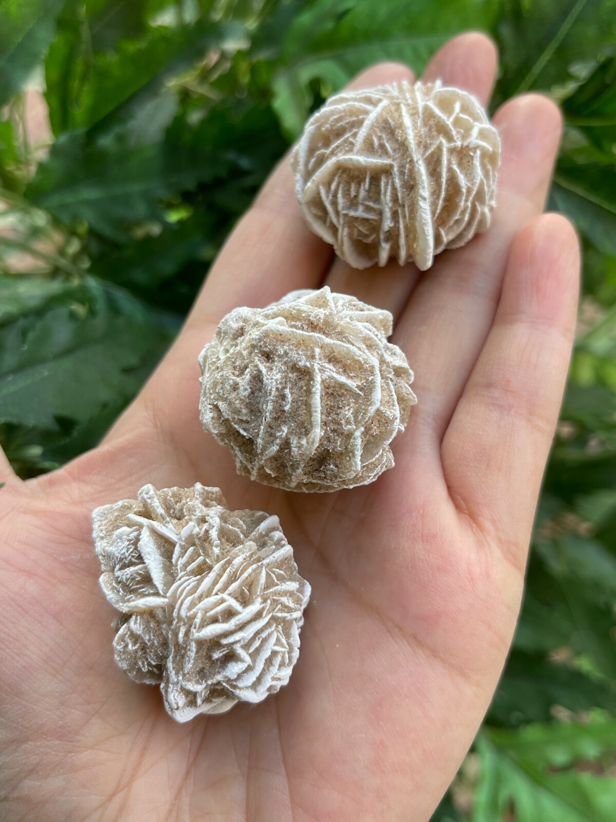 Desert Rose Selenite, 1.25-1.5 Inch Desert Gypsum Rose, Wholesale Bulk Lot