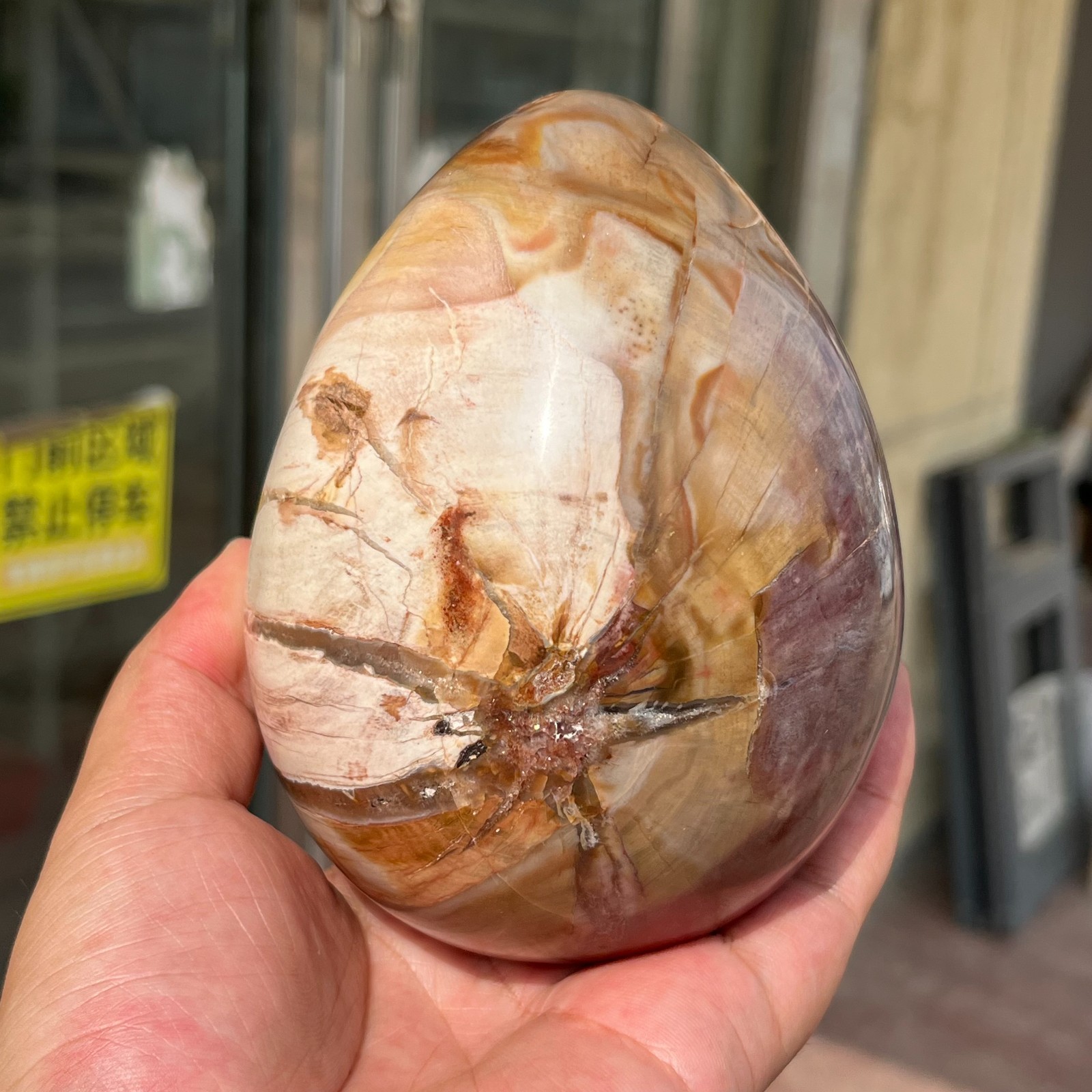 3.28LB Large Amazing Natural Petrified Wood Fossil Stone Egg Crystal Healing
