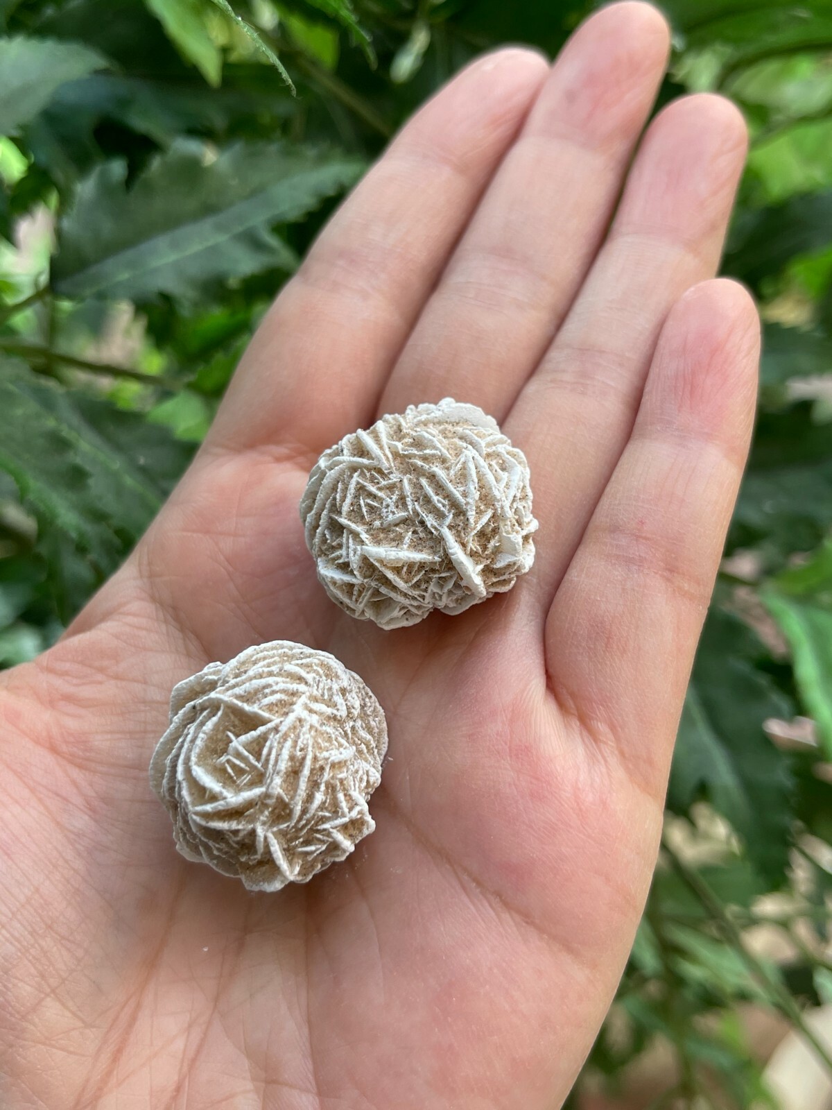 Desert Rose Selenite, 0.85-1.25 Inch Small Desert Gypsum Rose,Wholesale Bulk Lot