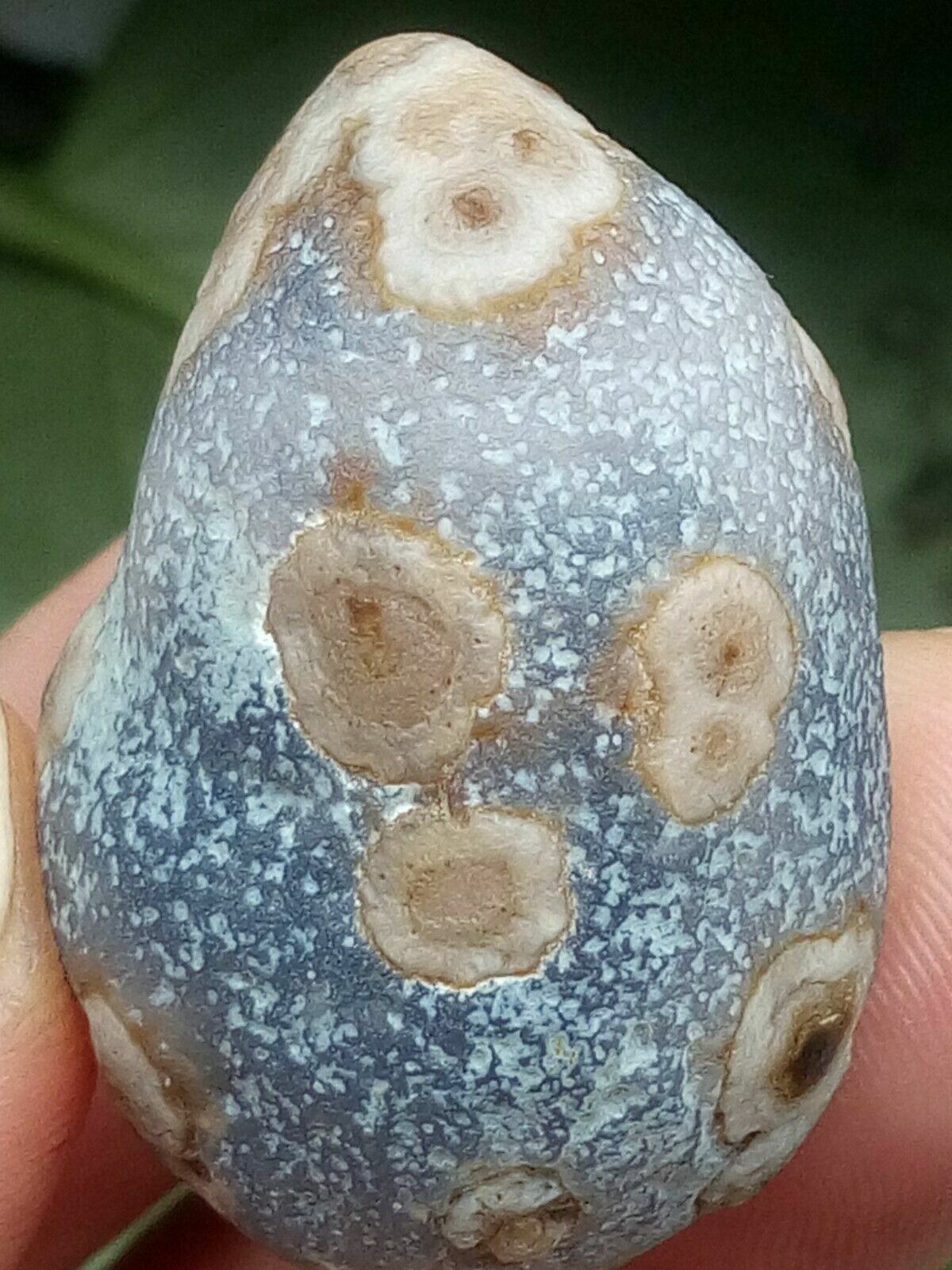36mm Natural Gobi agate eye agate/stone,Suiseki-viewing collection china