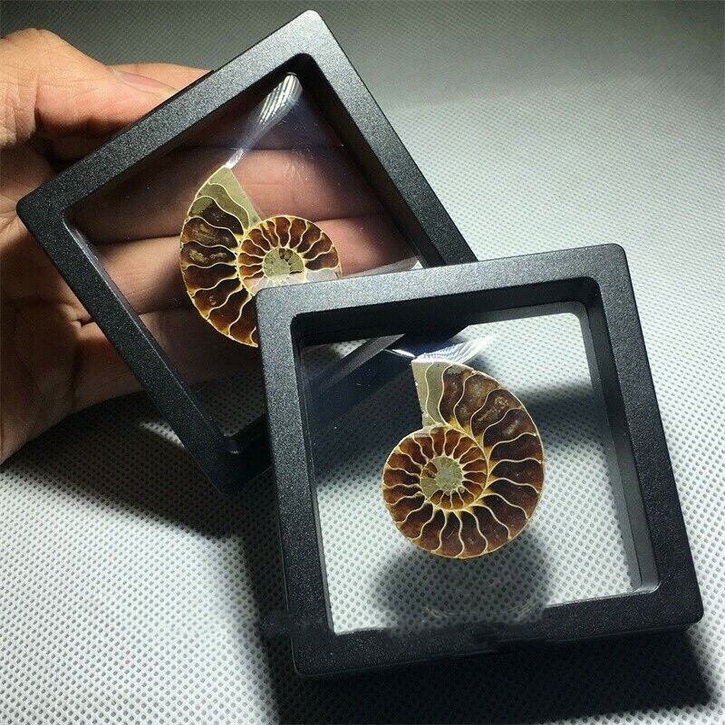 Natural Ammonite Fossil Shell Conch Specimen Crystal Healing Display Box 1pc