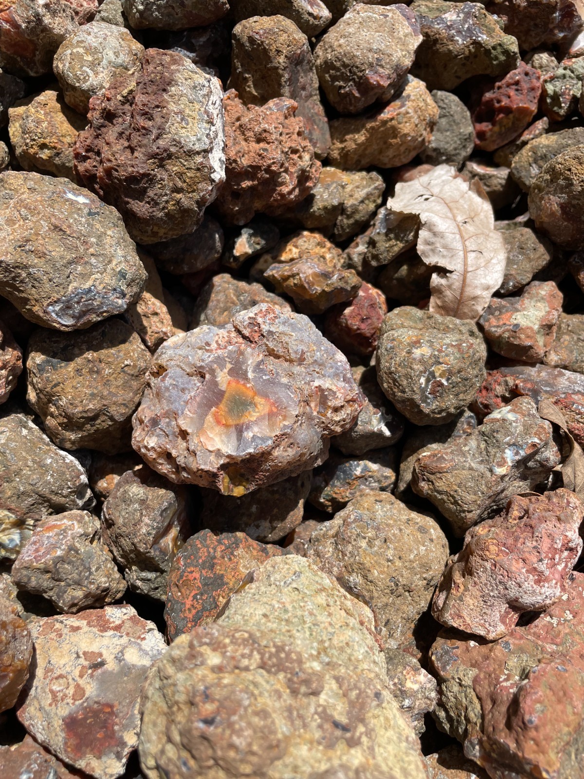 Condor Agate Rough