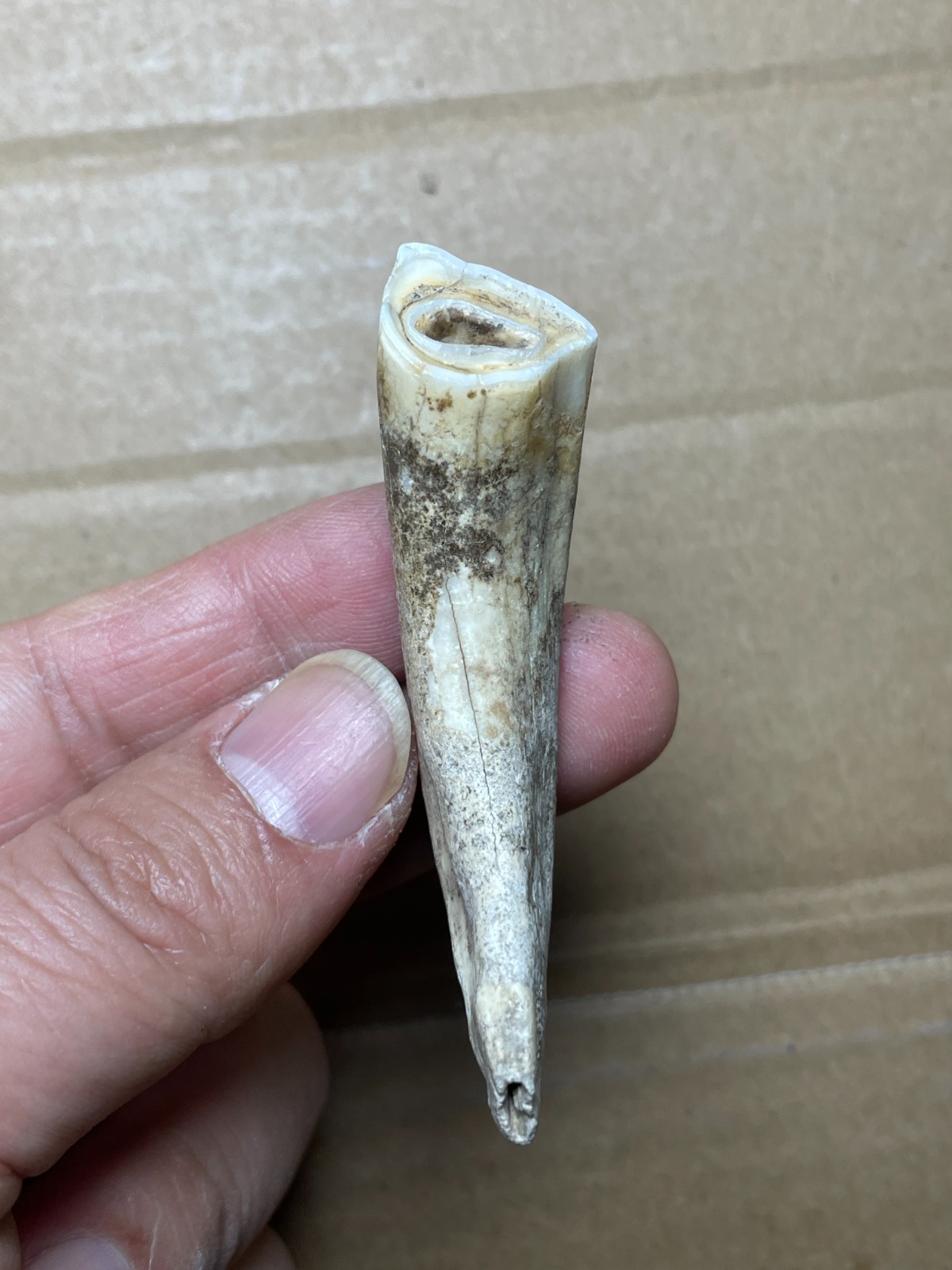 5 pieces Beautiful Ice Age tooth collection