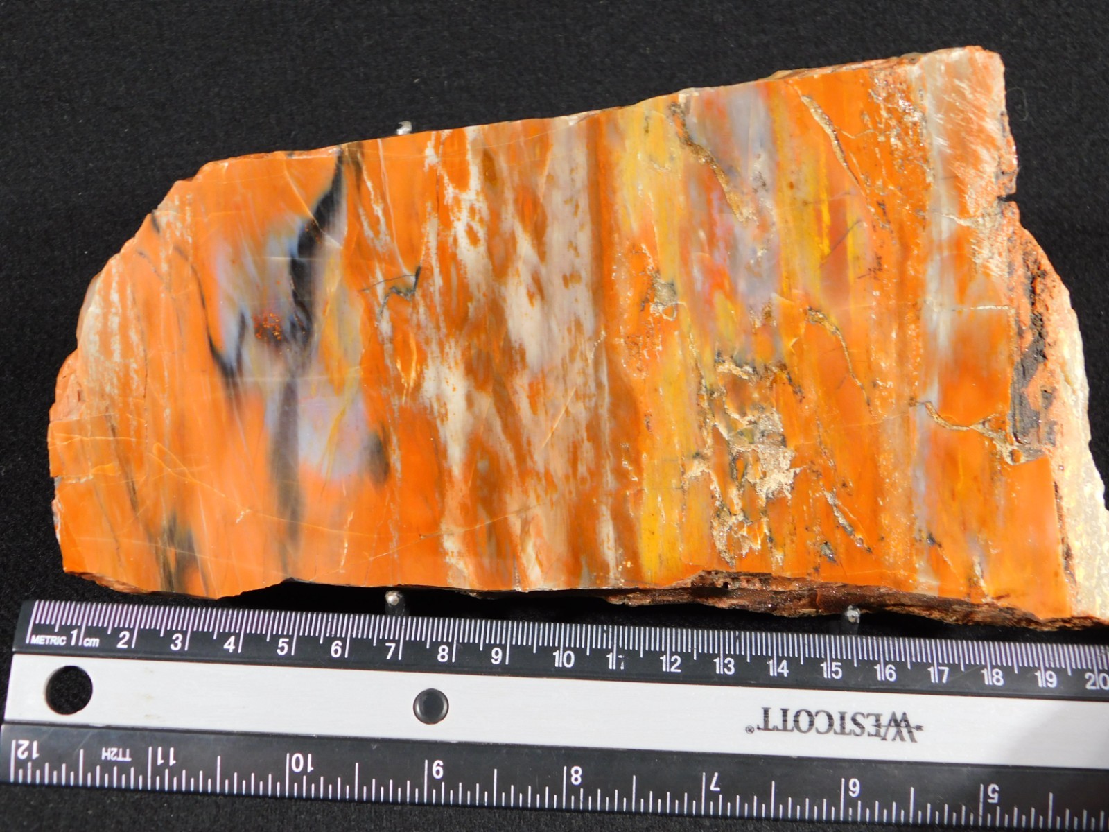 Colorful Polished Petrified WOOD RAINBOW Fossil Slab Arizona 752gr