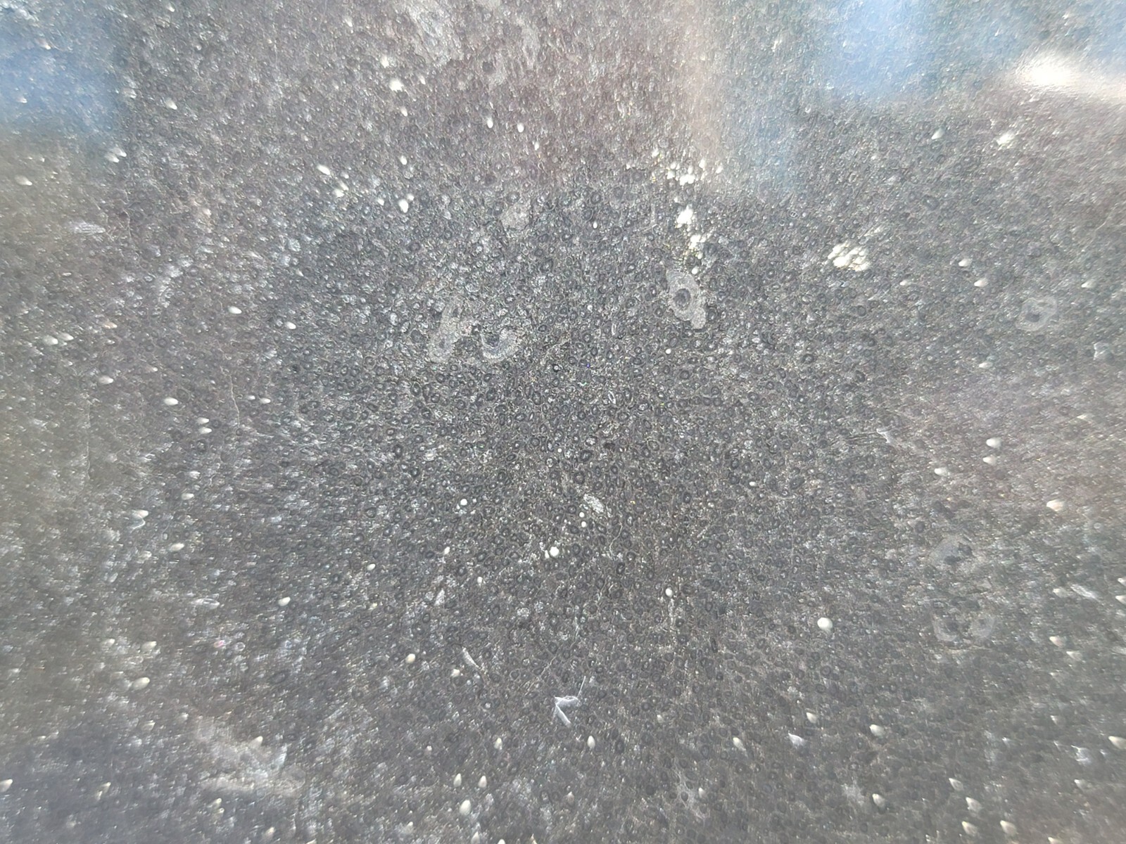 Tempskya Fossil Fern Polished Slab Utah