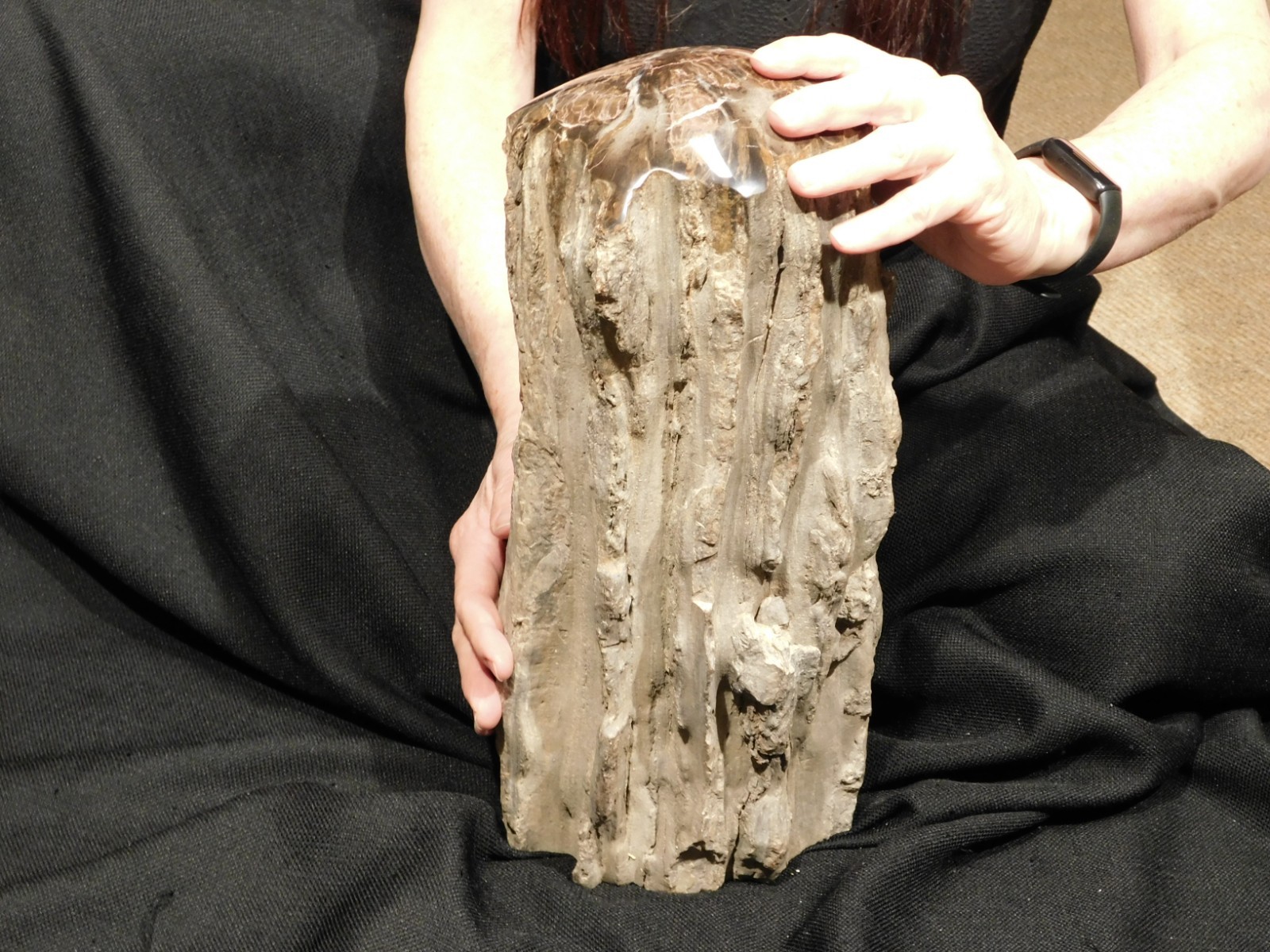 wOw! HUGE Dome Polished Petrified WOOD ROLLER Fossil Free Standing Arizona