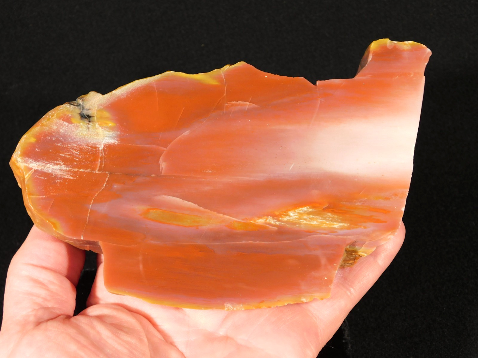 Larger 210 Million Year Old Polished Petrified RAINBOW WOOD Fossil Arizona 750gr