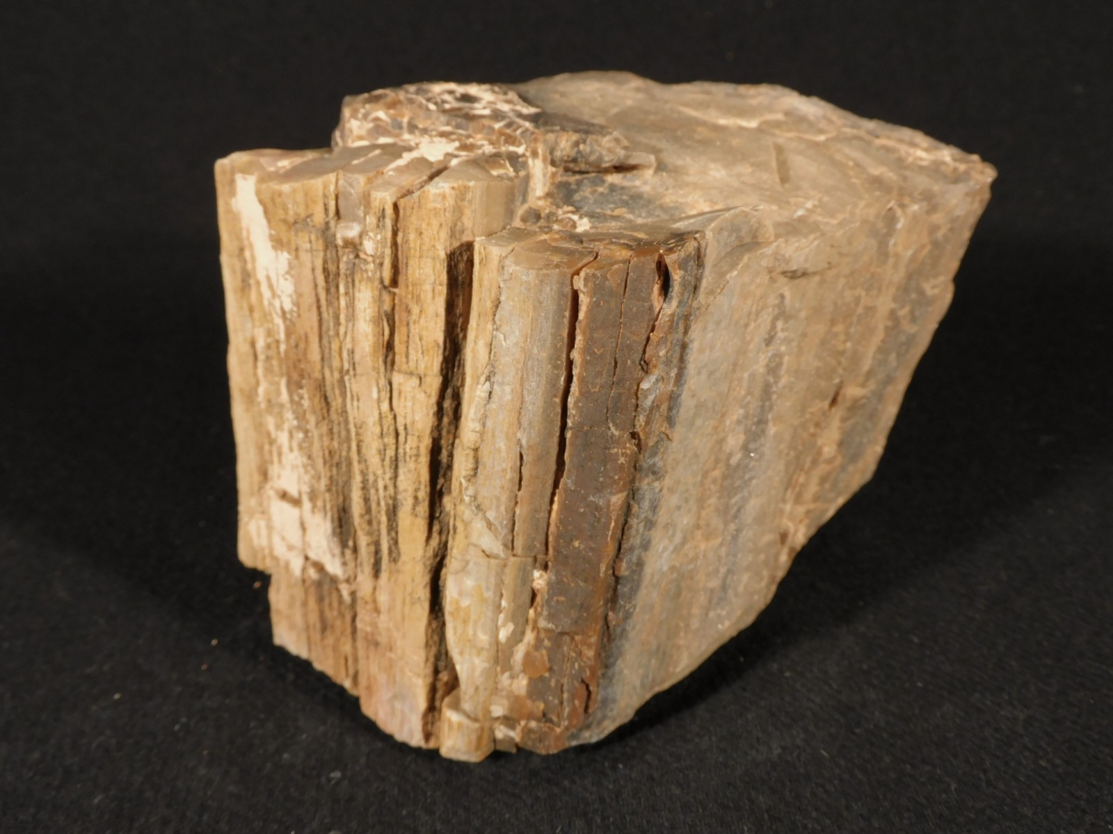 Nice BARK! Big Petrified WOOD Fossil From JURASSIC Utah 2200gr