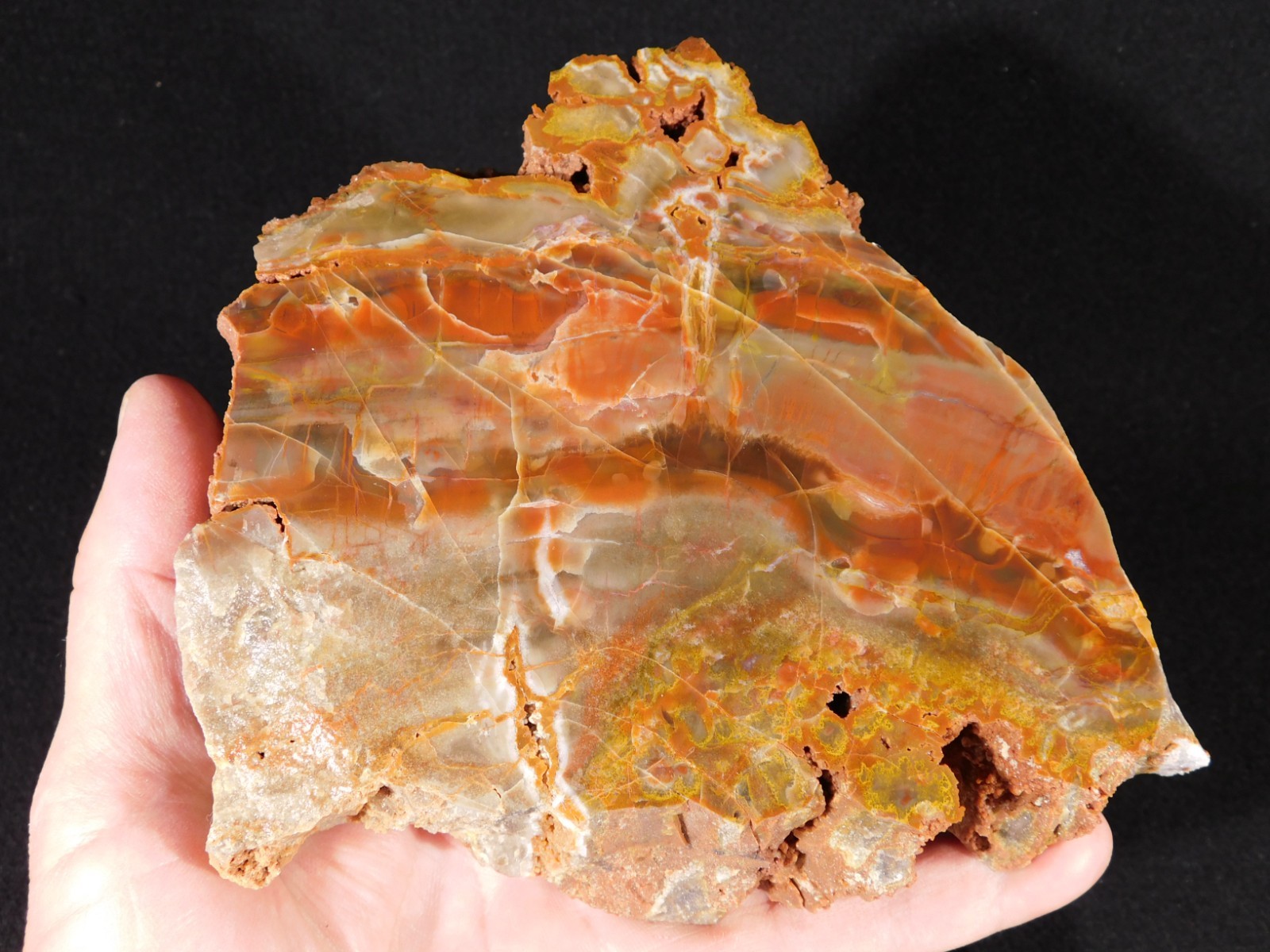 Larger! Colorful Polished Petrified WOOD RAINBOW Fossil Slab Arizona 1135gr