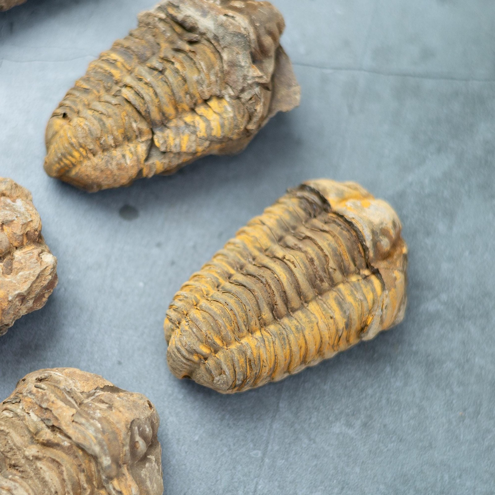 Trilobite Fossil Natural Ancient Specimen Prehistoric Marine Collector Gift