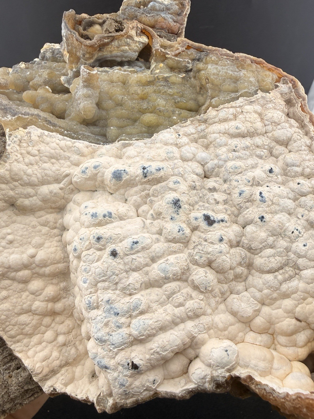 Large Self Collected Florida Agatized Coral Natural Specimen
