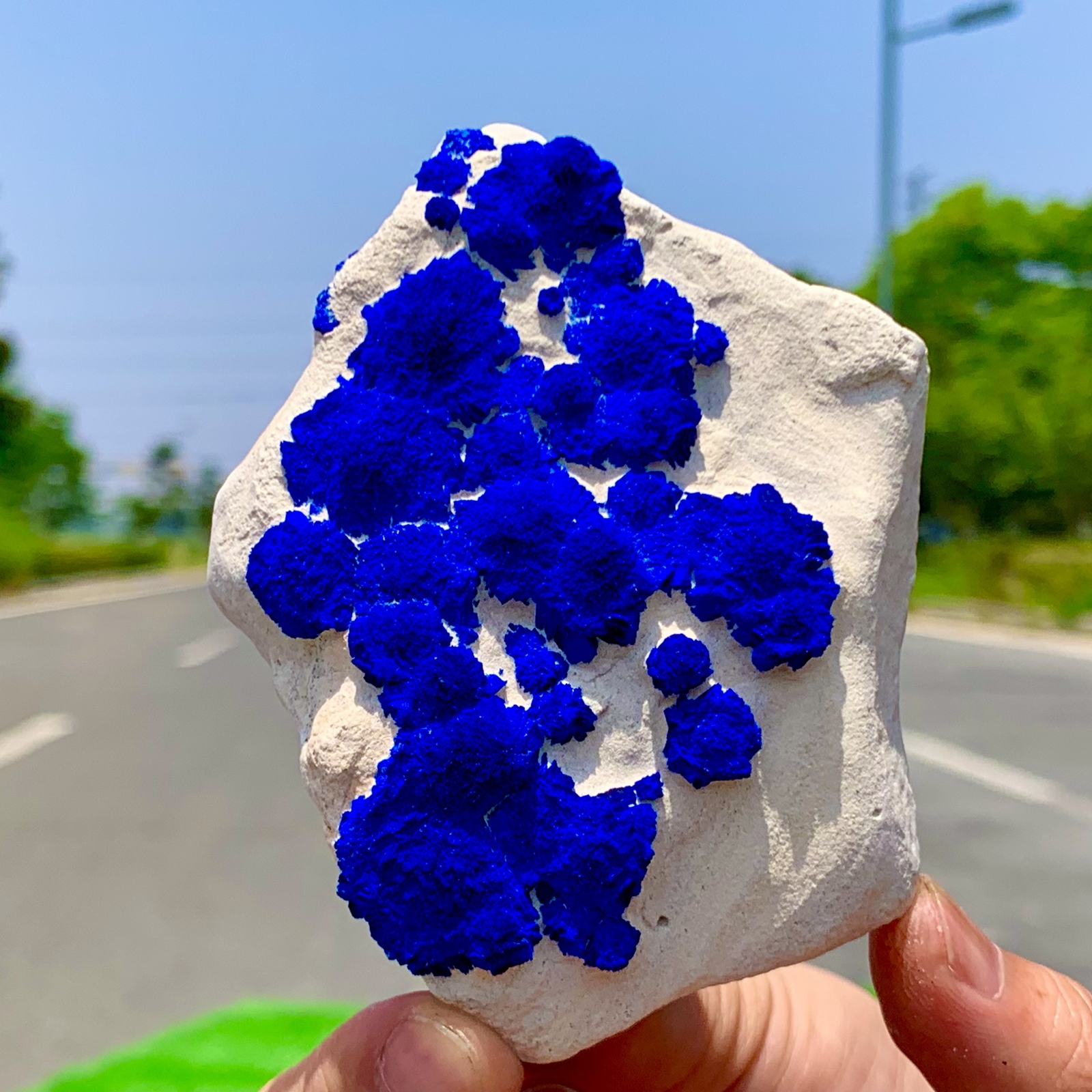 145GRare!Australia Klein blue azurite sunflower coexists on white kaolin bedrock