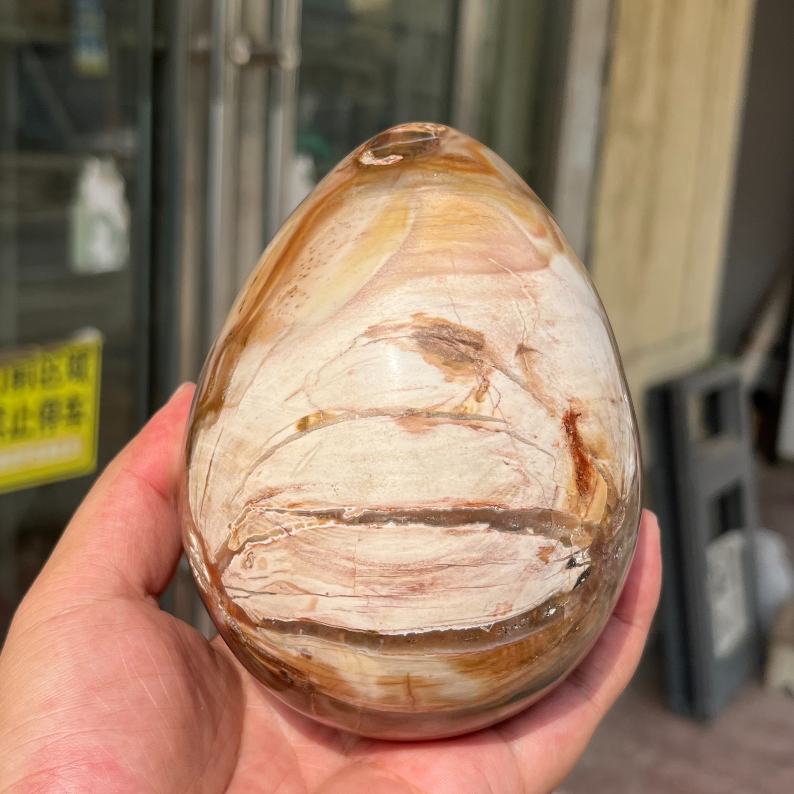 3.28LB Large Amazing Natural Petrified Wood Fossil Stone Egg Crystal Healing