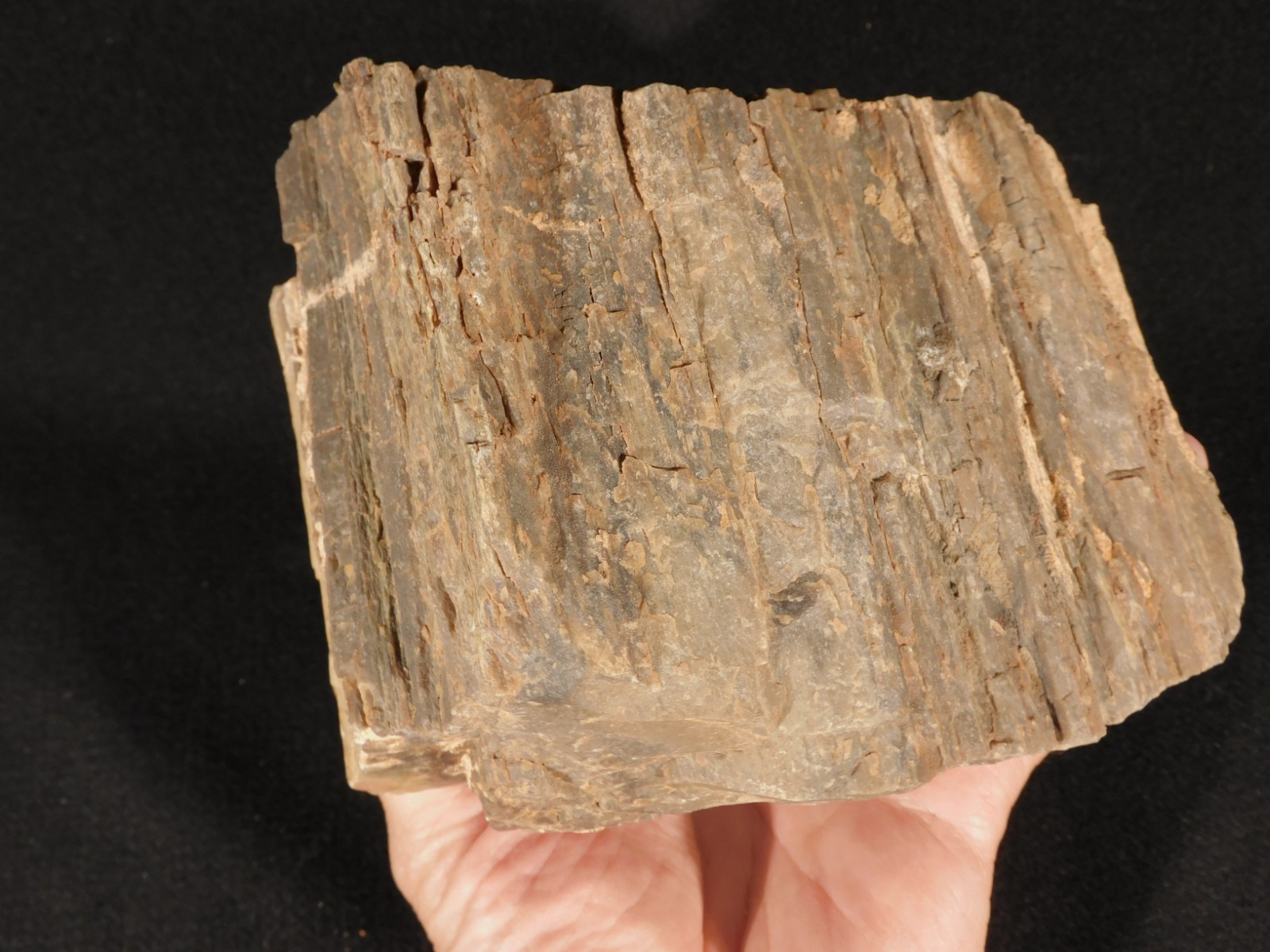 Nice BARK! Big Petrified WOOD Fossil From JURASSIC Utah 2200gr