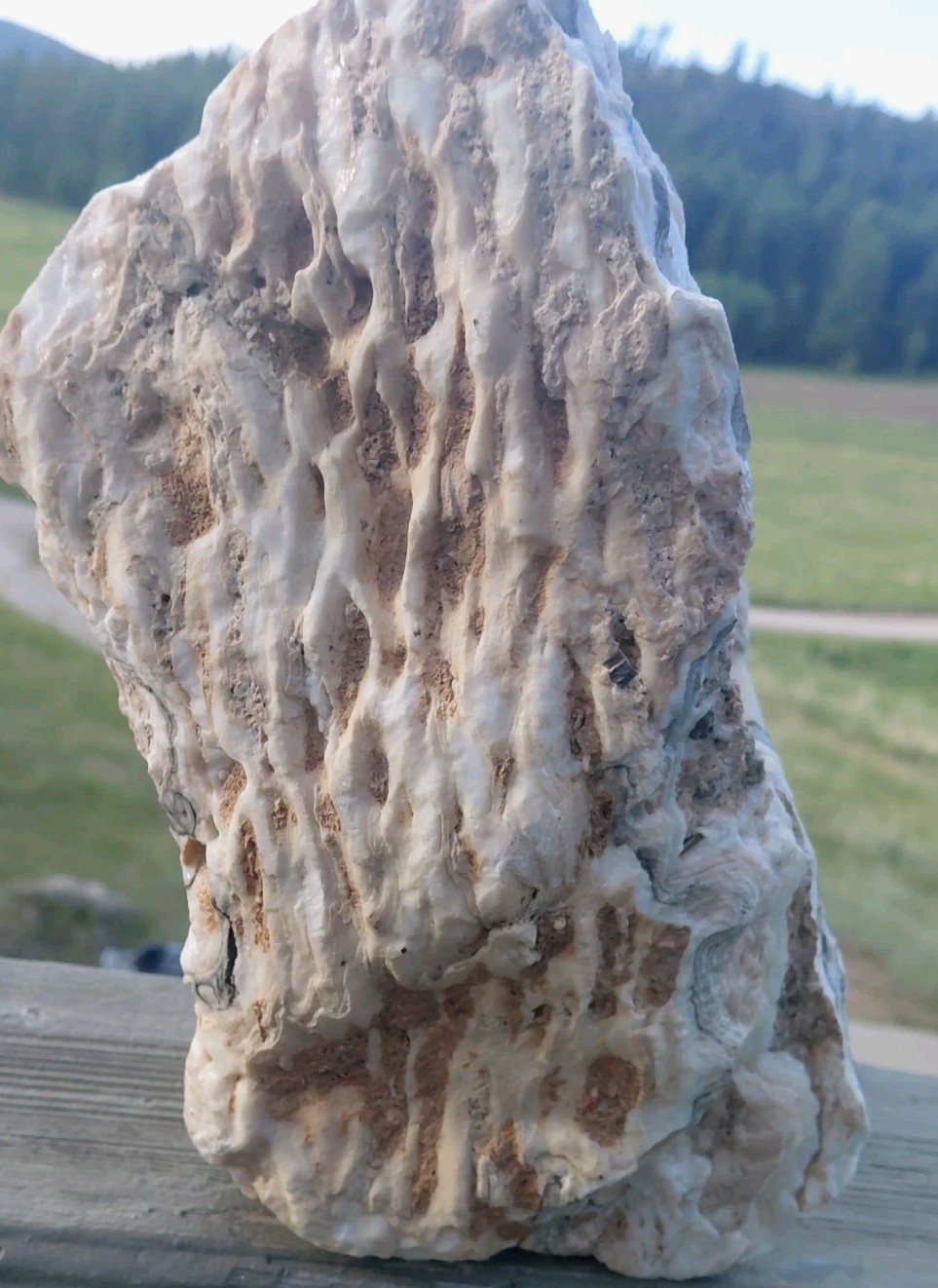 13.25Lb Zebra Calcite W CORED 4″ “Window” Display UV+ Bands Wrap Unique Décor
