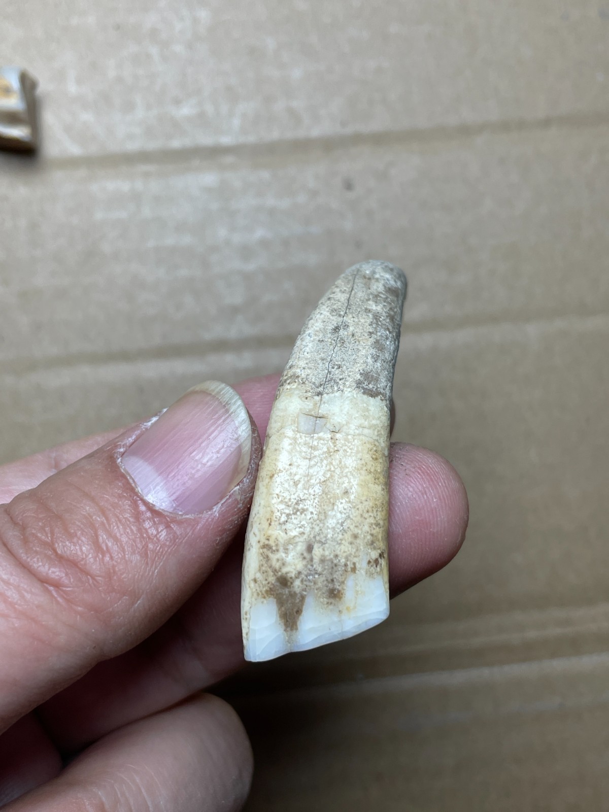 5 pieces Beautiful Ice Age tooth collection