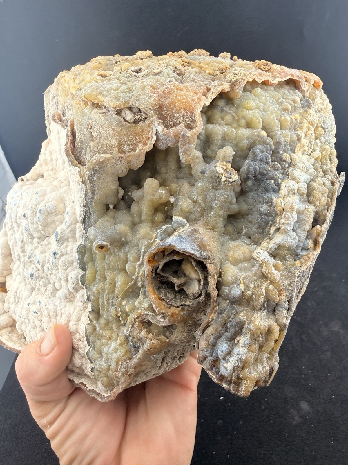 Large Self Collected Florida Agatized Coral Natural Specimen