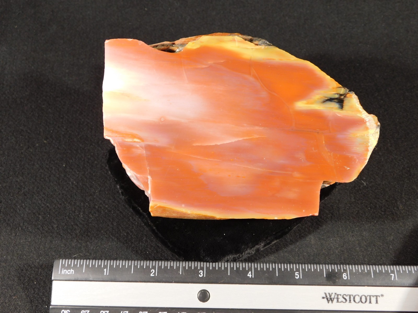 Larger! Red Purple Yellow Polished Petrified RAINBOW WOOD Fossil Arizona 959gr