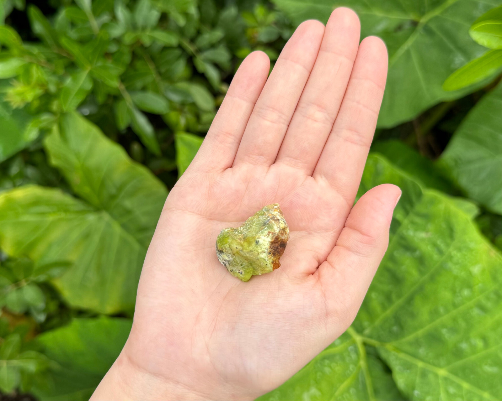 1/2 lb Bulk Wholesale Lot Natural Rough Green Opal (Raw Crystal Gem Stones 8 oz)