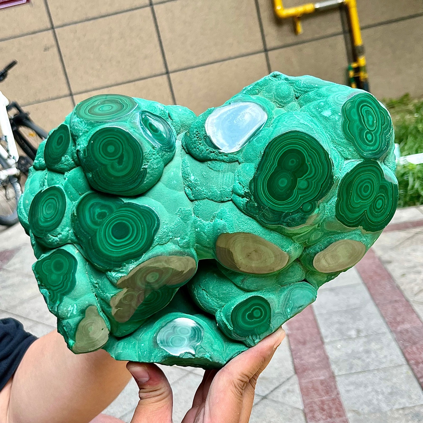 15.6 lb Congo Malachite Eye Pattern Partially Polished Freeform Raw Back Mineral