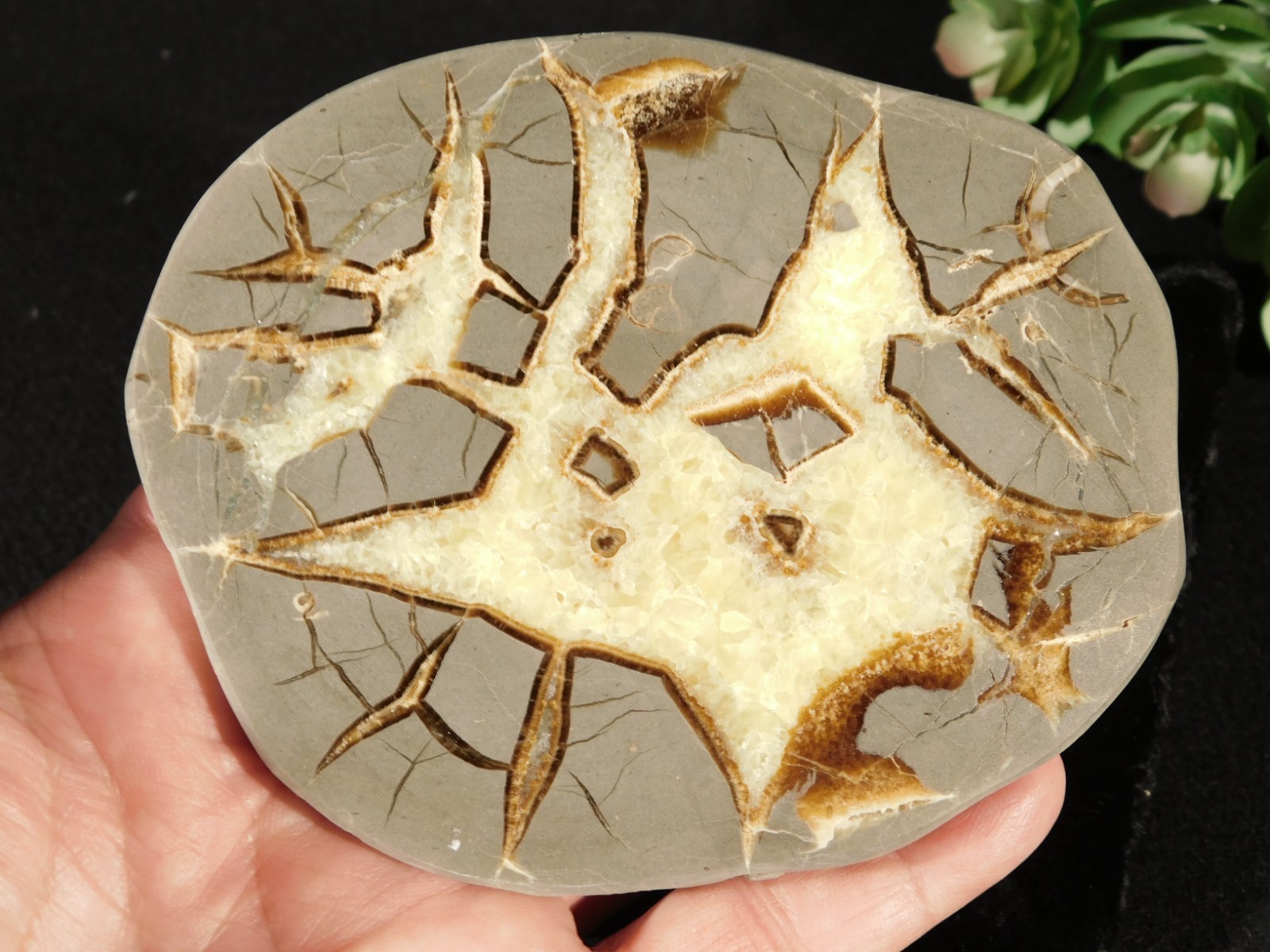 Polished FLUORESCENT SEPTARIAN Nodule Slice 100% Natural w/Stand 244gr