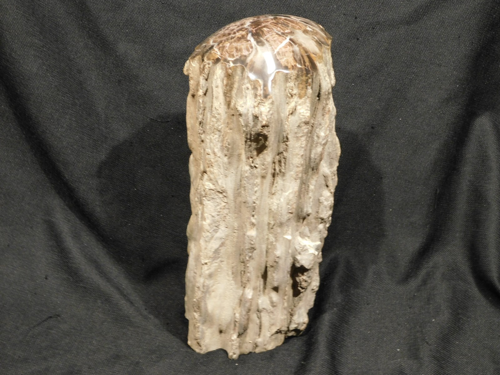 wOw! HUGE Dome Polished Petrified WOOD ROLLER Fossil Free Standing Arizona