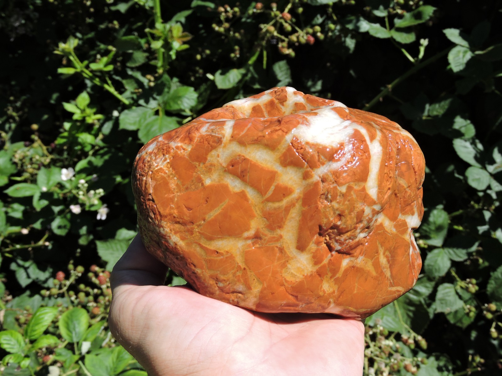High Grade Whole OREGON Marbled Jasper Nodule (5Lb+) ORANGE Brecciated Jaspagate