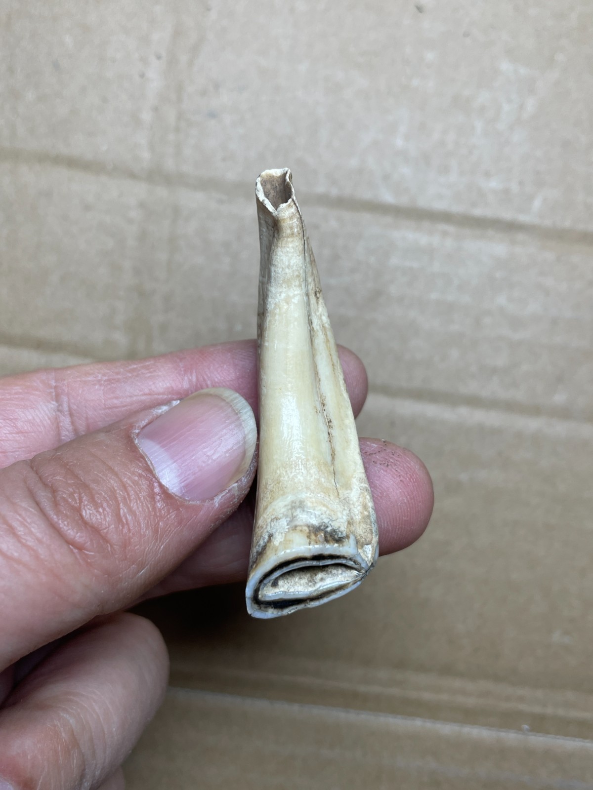 5 pieces Beautiful Ice Age tooth collection