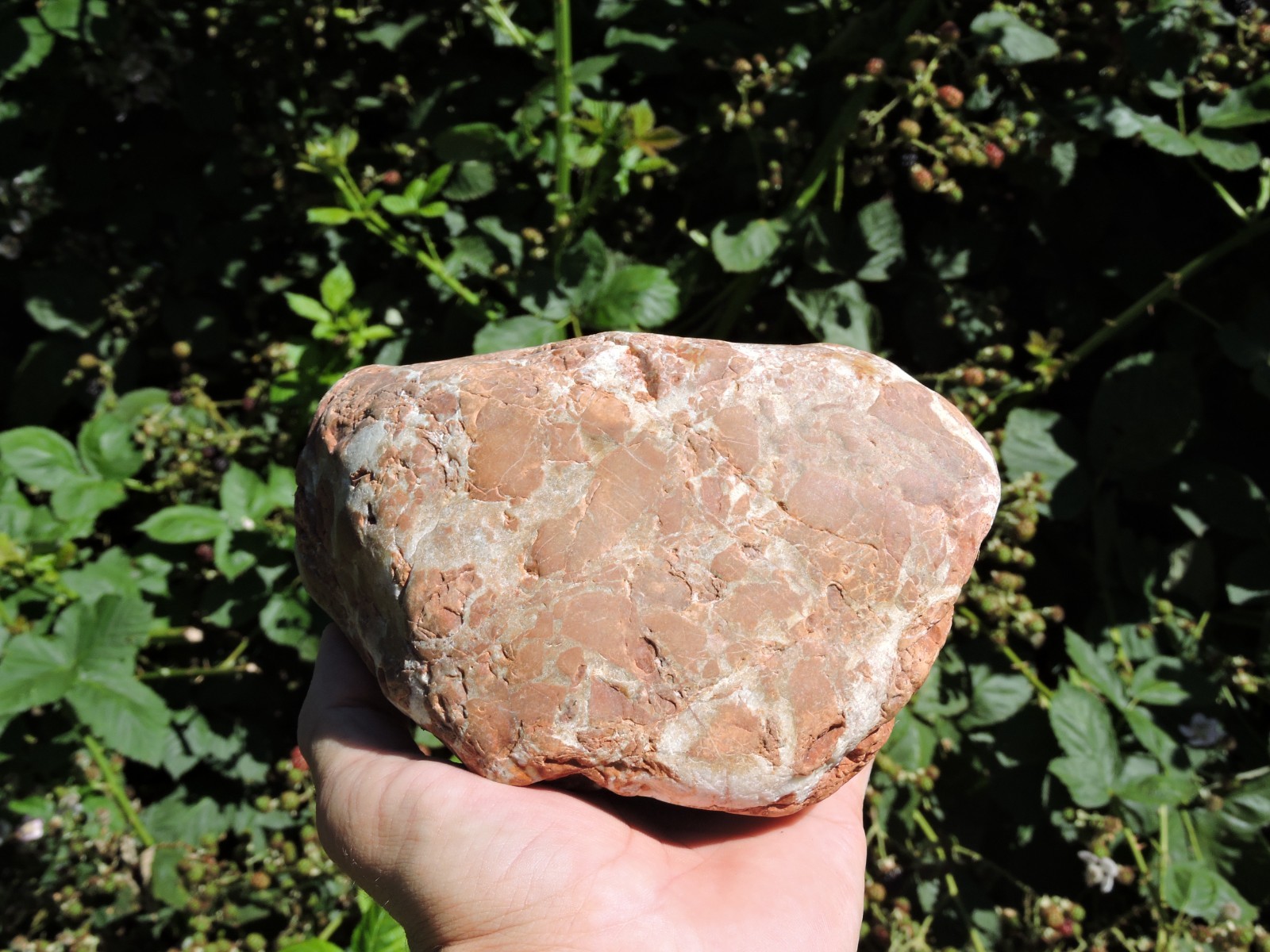 High Grade Whole OREGON Marbled Jasper Nodule (5Lb+) ORANGE Brecciated Jaspagate