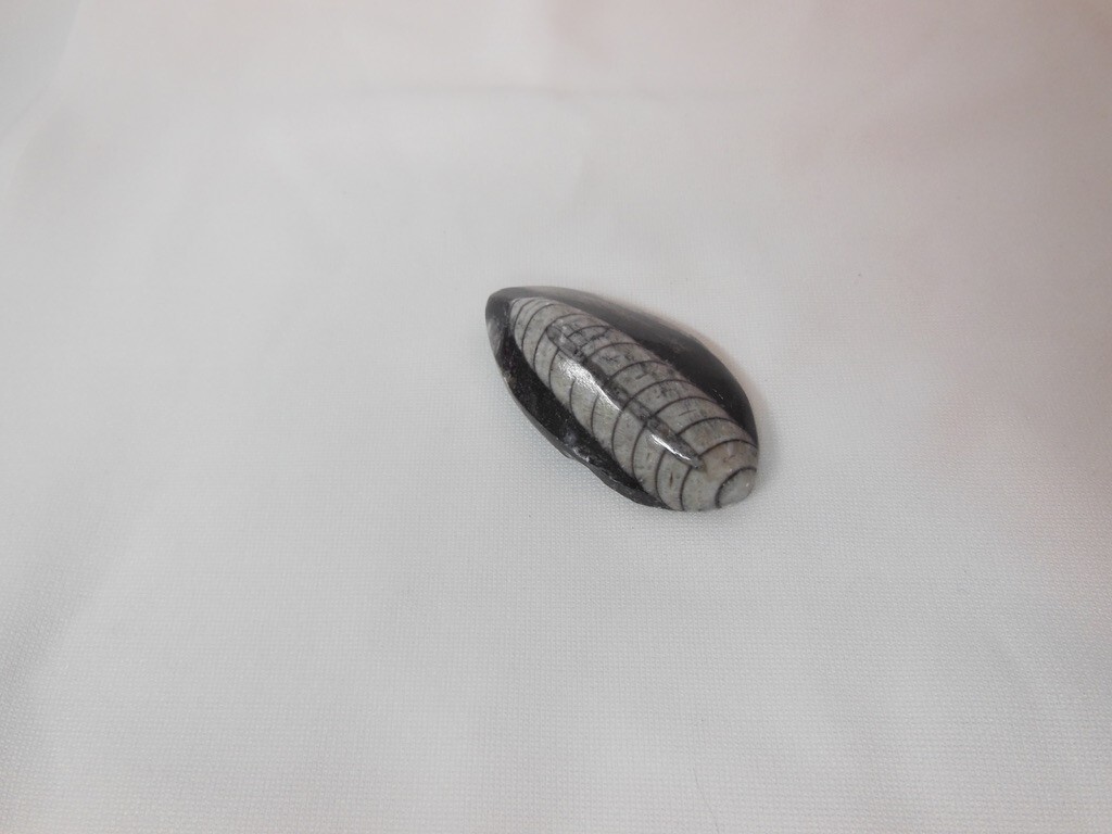 Orthoceras Fossil / Morocco / Polished / Nice Detail