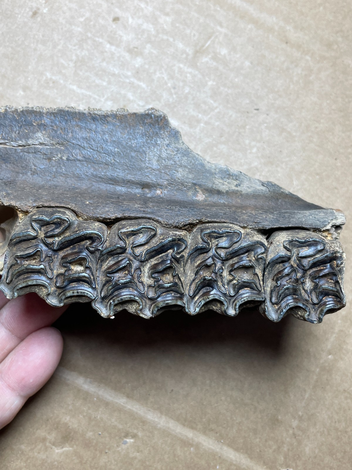 300g Beautiful Ice Age tooth collection